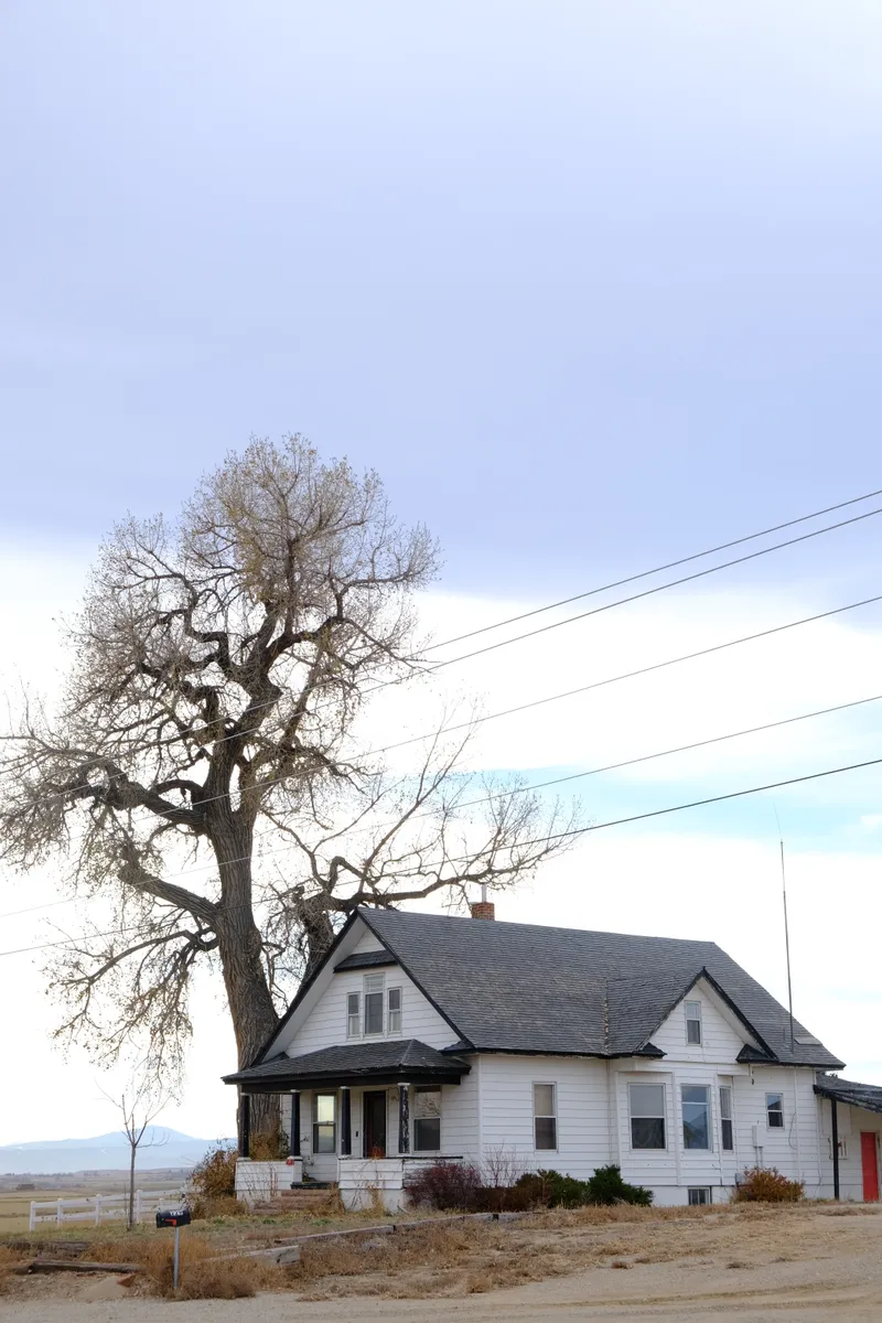 house with tree by it