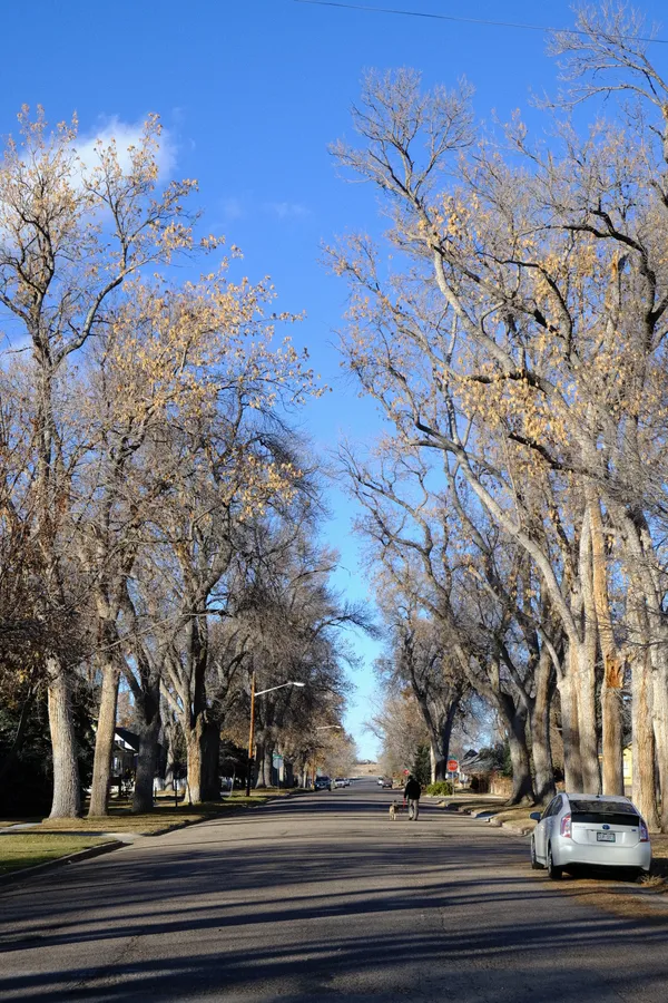 a person walking dog down tree-lined street